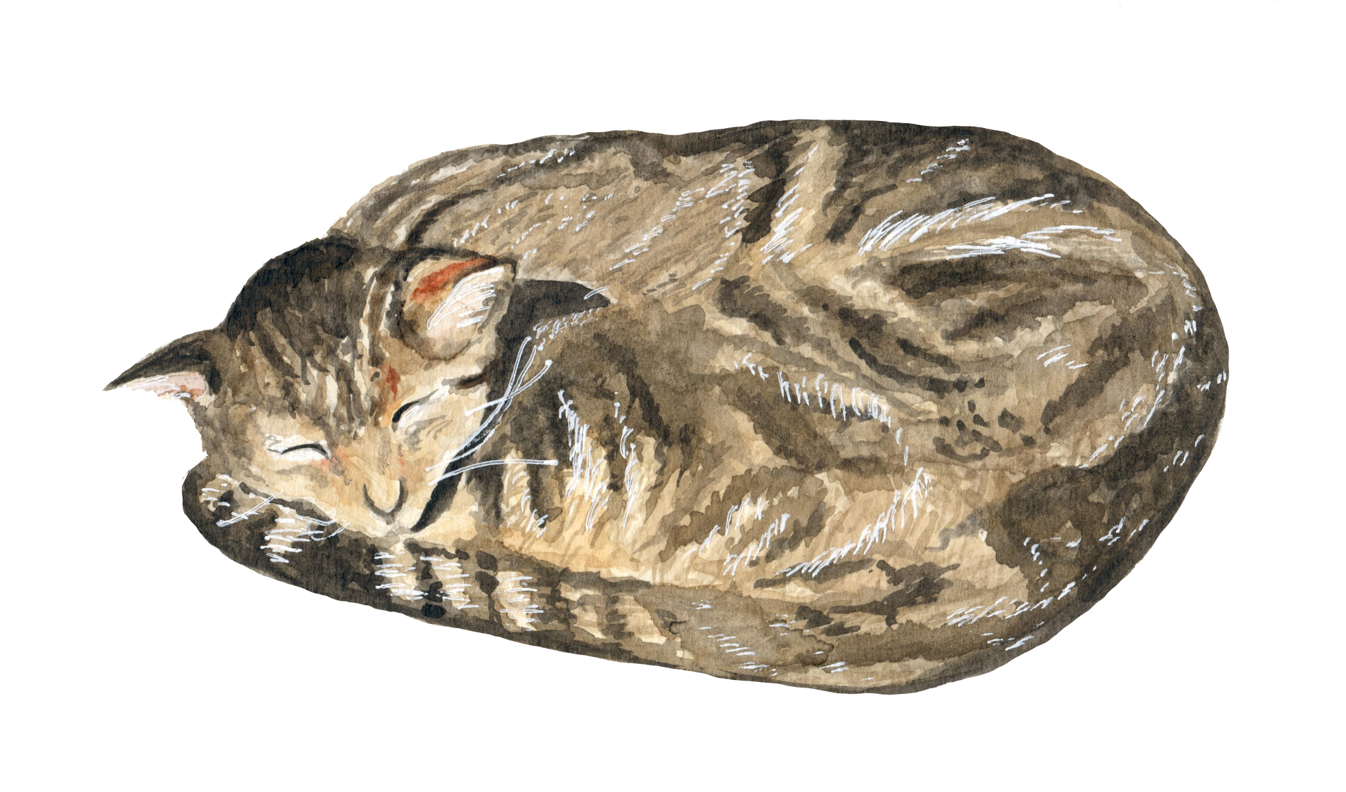 custom watercolor illustration of a calico cat