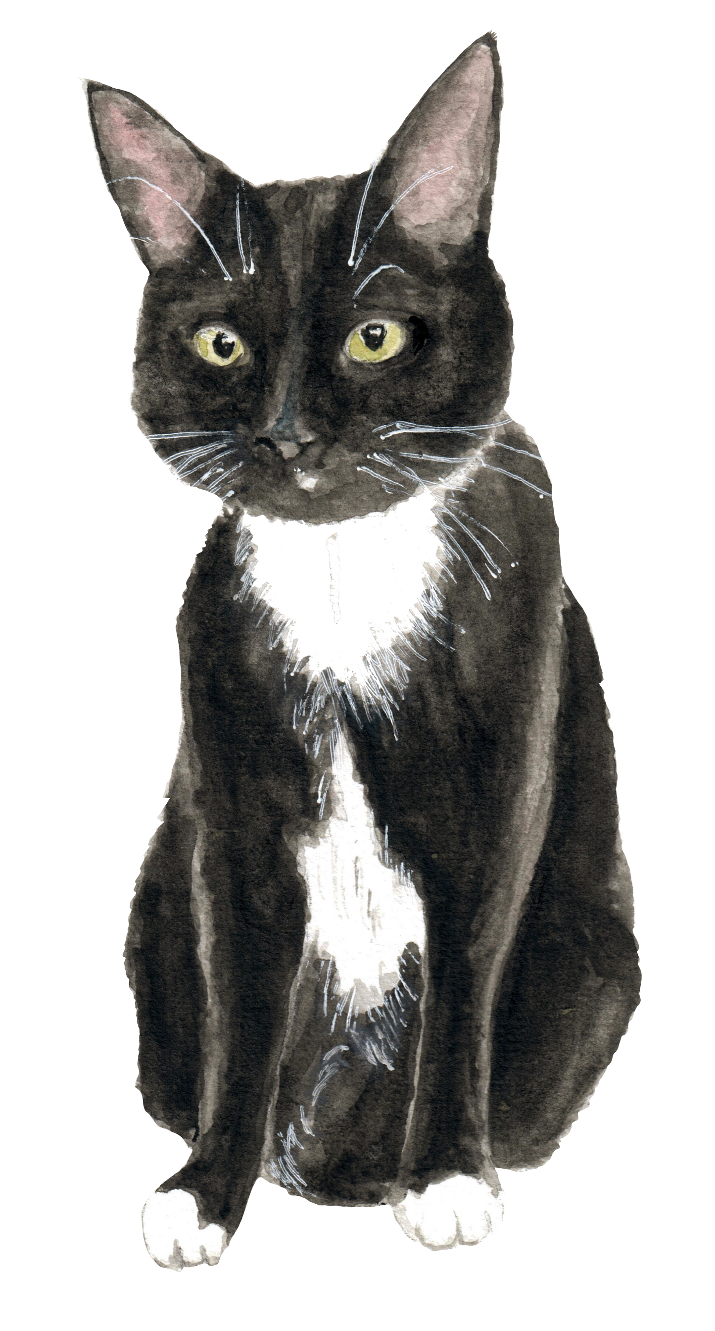custom watercolor illustration of a tuxedo cat