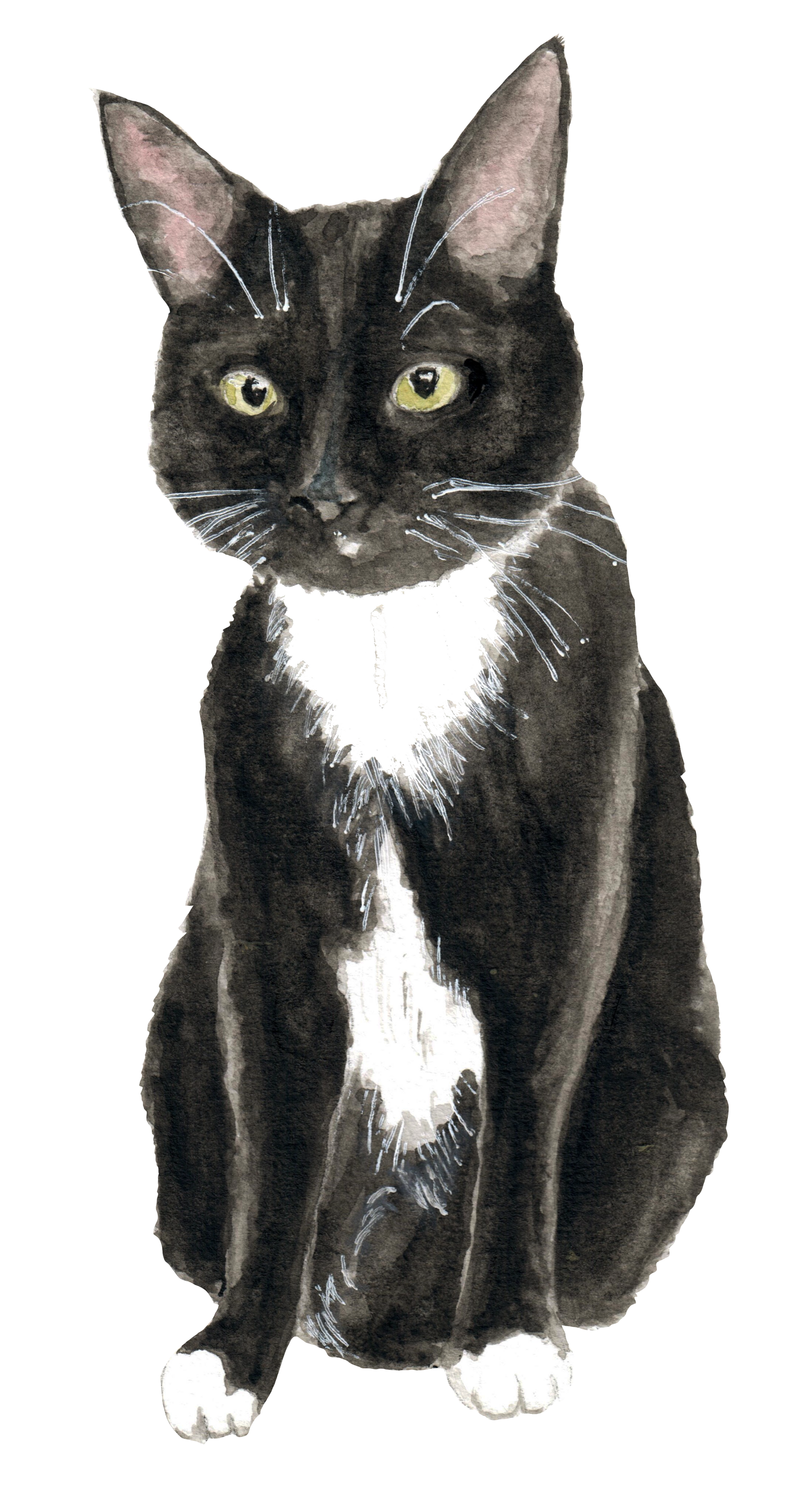 custom watercolor illustration of a tuxedo cat