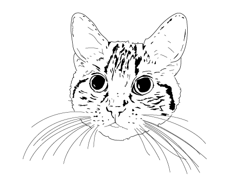 Black and white line drawing of a cat's face